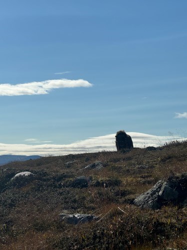 Et steinete landskap med et fjell i bakgrunnen